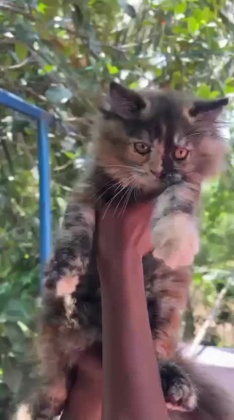 Persian, farm video