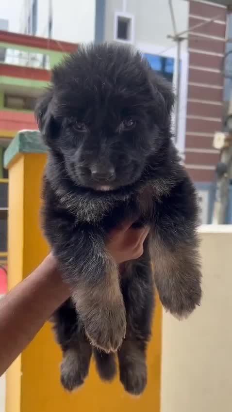 German Shepherd Puppy, farm video