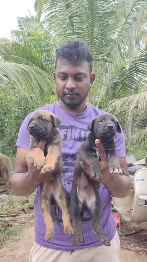 Belgian Malinois Puppy, farm video