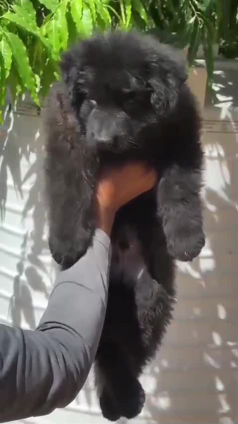 German Shepherd Puppy, farm video