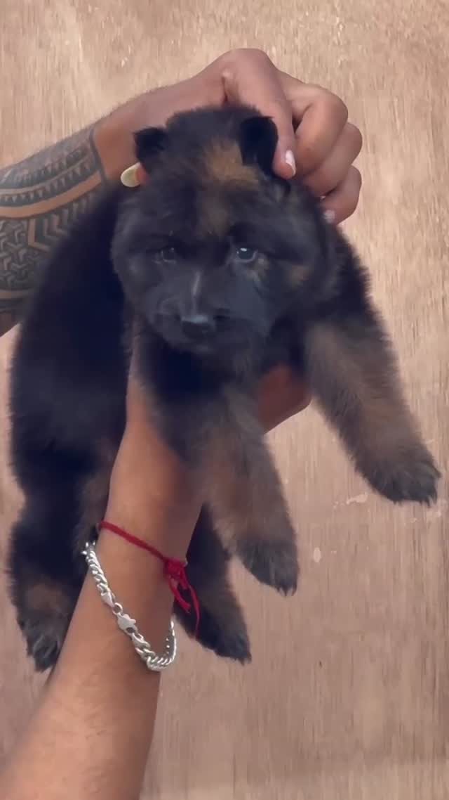 German Shepherd Puppy, farm video
