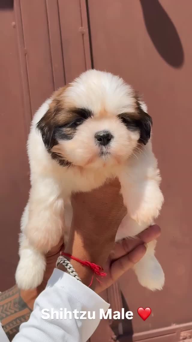Shih Tzu | Black Color, farm video
