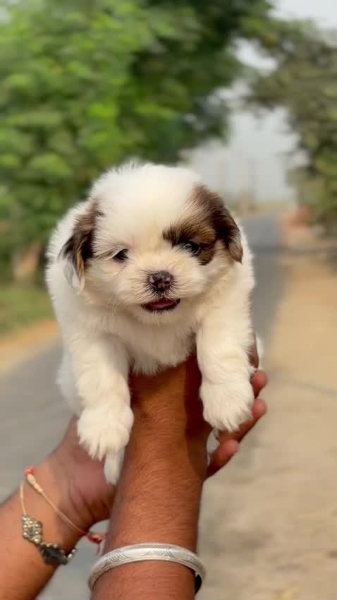 Shih Tzu | Black Color, farm video