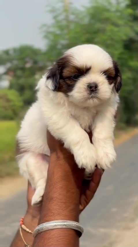 Shih Tzu | Black Color, farm video