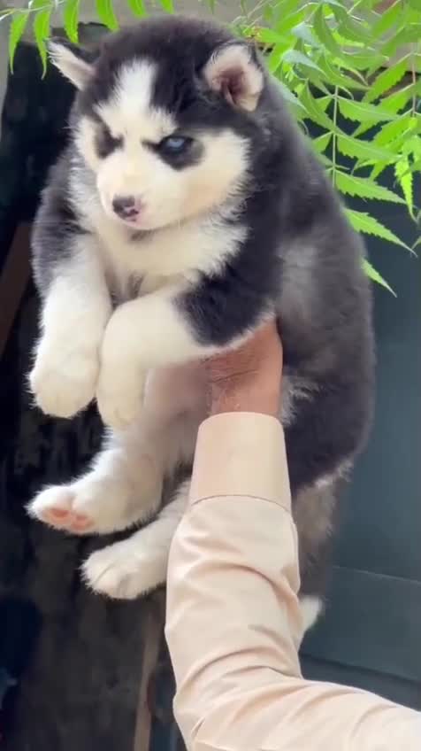 Siberian Husky Puppy | Black & White Color, farm video