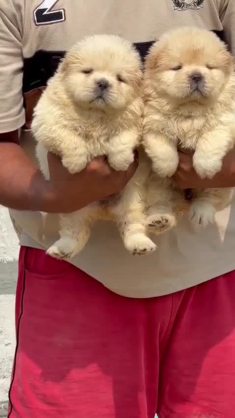 Chow Chow Puppy | White Color, farm video