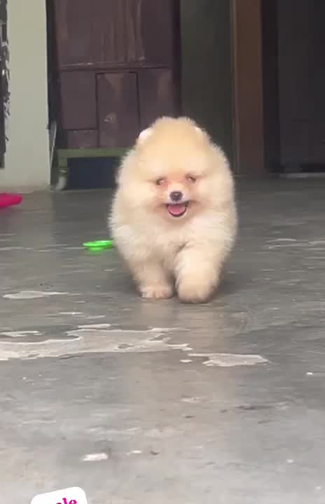 Pomeranian Puppy, farm video