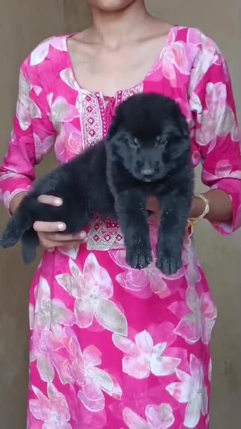 German Shepherd Puppy, farm video