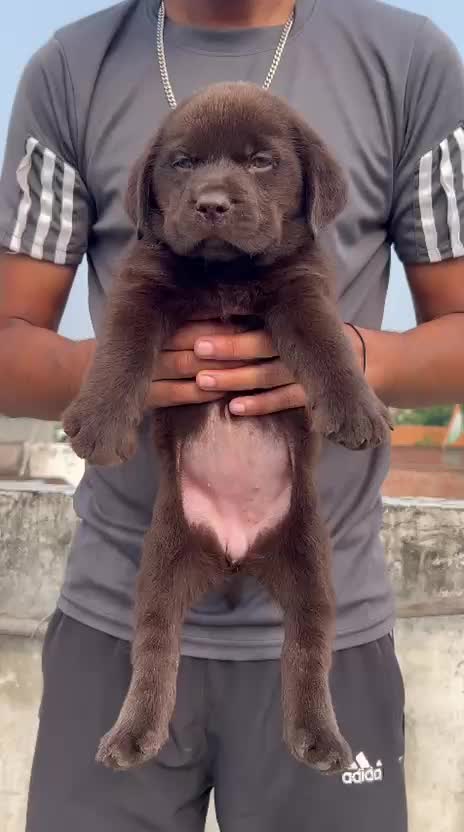 Beagle Black & Tan Puppy, farm video
