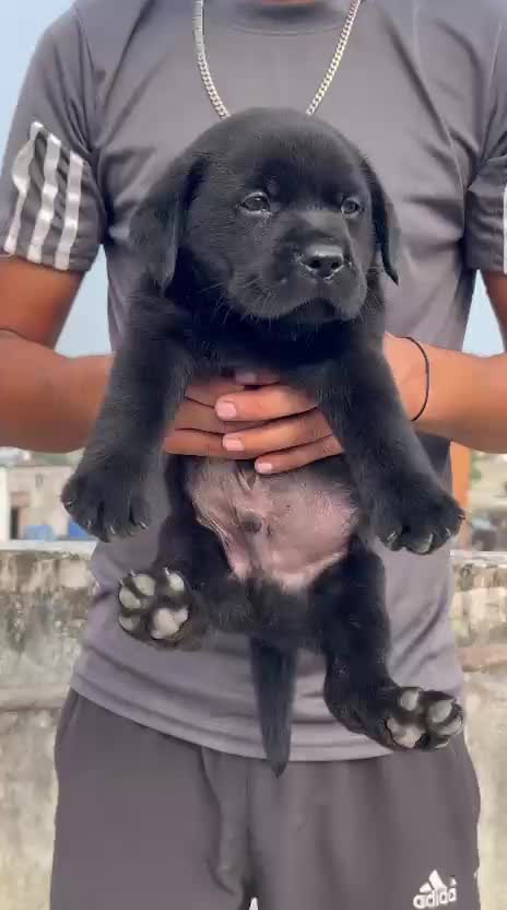 Beagle Black & Tan Puppy, farm video