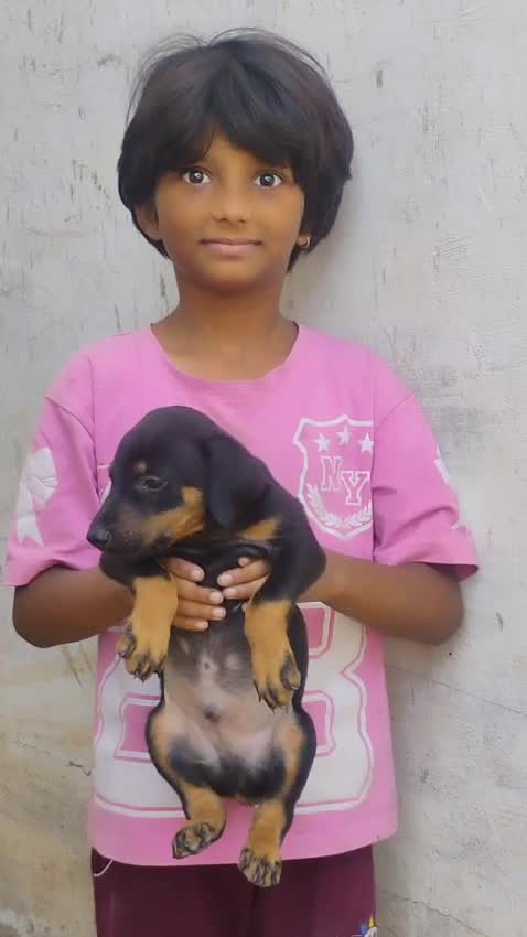 Doberman Pinscher Puppy, farm video