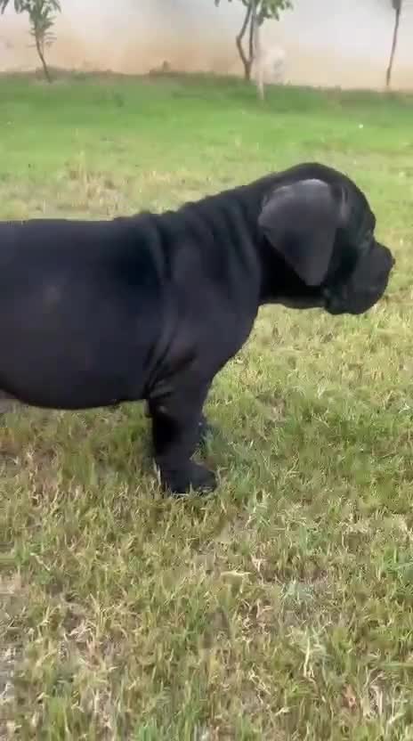 Cane Corso Puppy, farm video