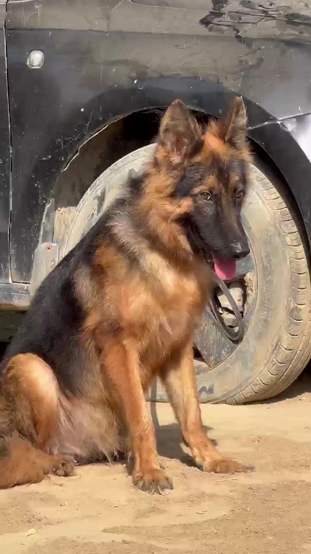 German Shepherd Puppy, farm video