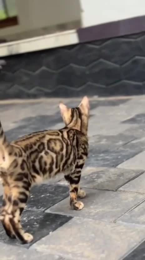 Bengal Kitten, farm video