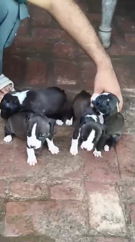 Pitbull Terrier Puppy, farm video