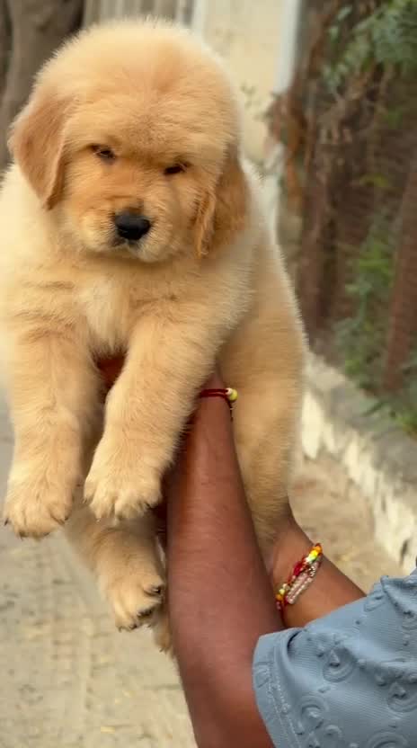 Golden Retriever, farm video