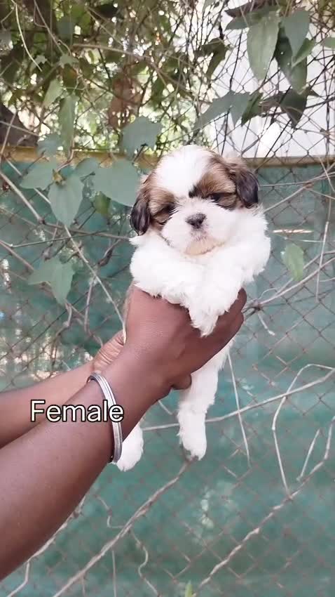 Shih Tzu | Black Color, farm video