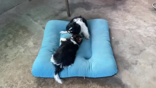Shih Tzu | Black Color, farm video