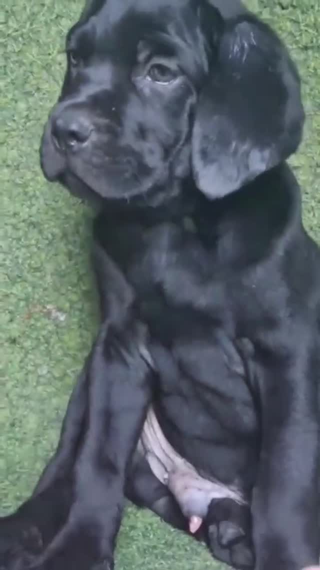 Cane Corso Puppy, farm video