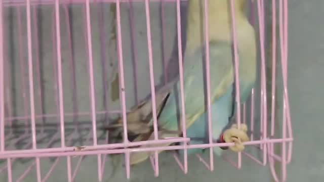 African Love Birds, farm video