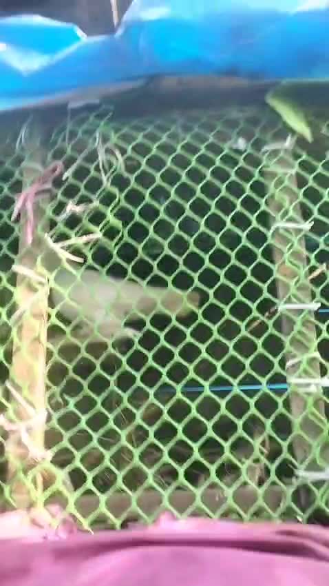 Doberman Pinscher Puppy, farm video