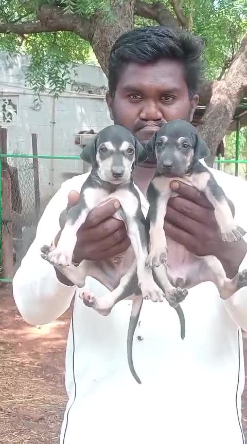 Kanni, farm video