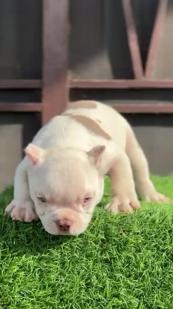American Bully Pocket Size Puppy, farm video