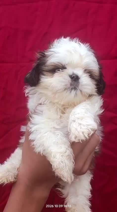 Shih Tzu | Black Color, farm video