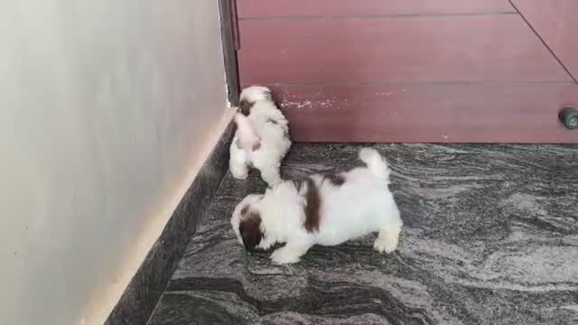 Shih Tzu | Black Color, farm video