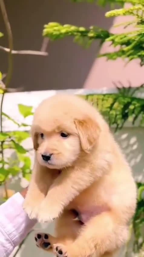 Golden Retriever, farm video