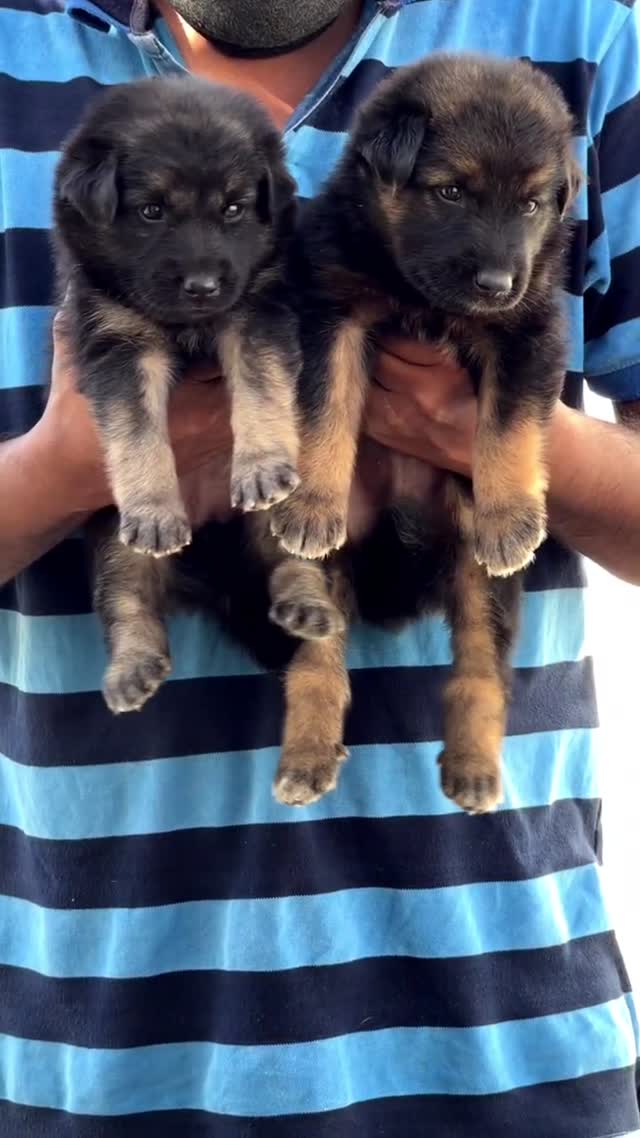 German Shepherd Puppy, farm video