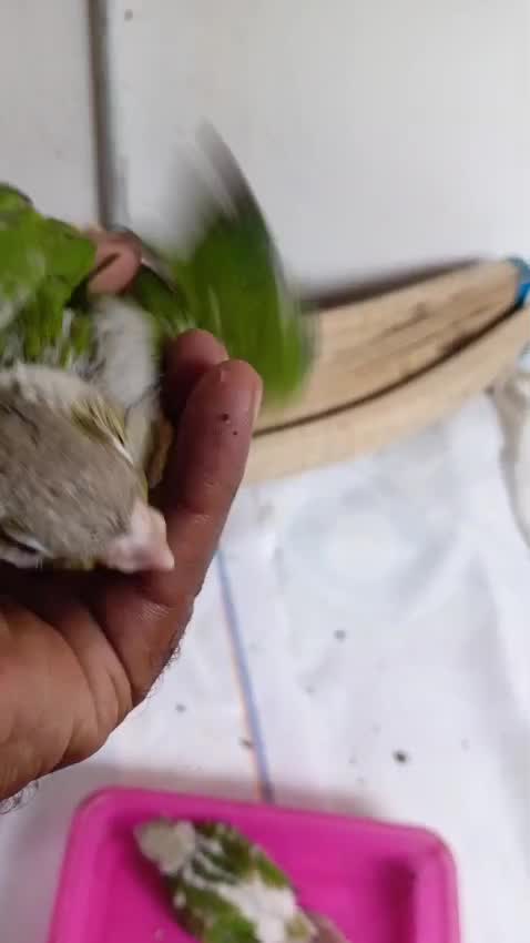 Pineapple Headed Conure, farm video
