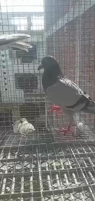 Homer Pigeon, farm video