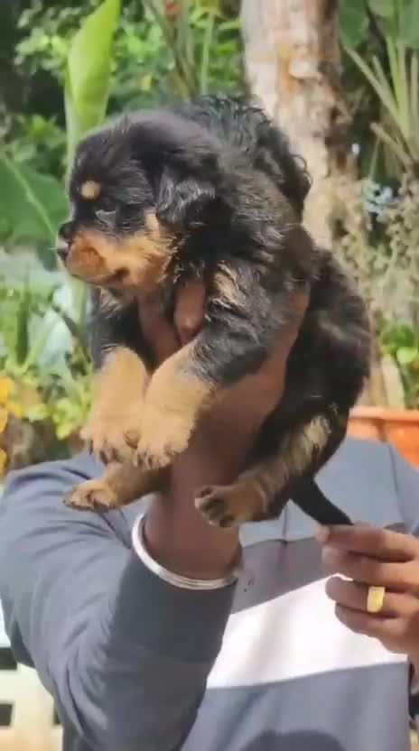 Rottweiler Puppy, farm video