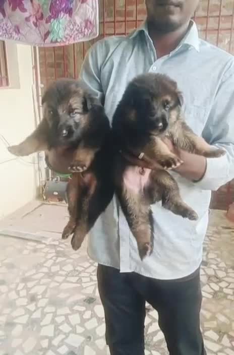 German Shepherd Puppy, farm video