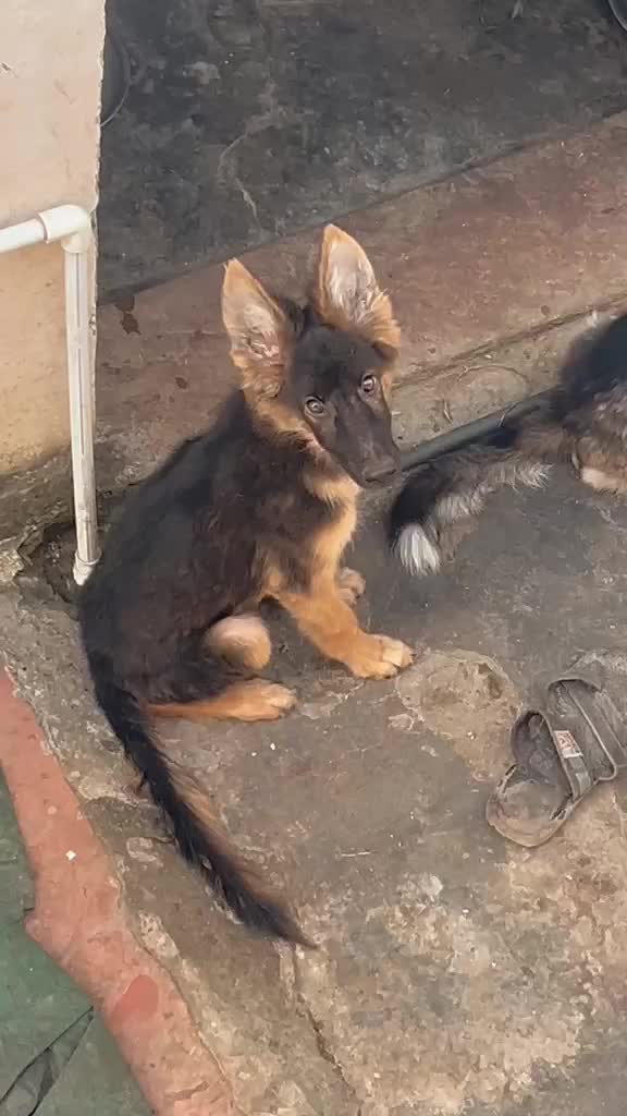 German Shepherd Puppy, farm video