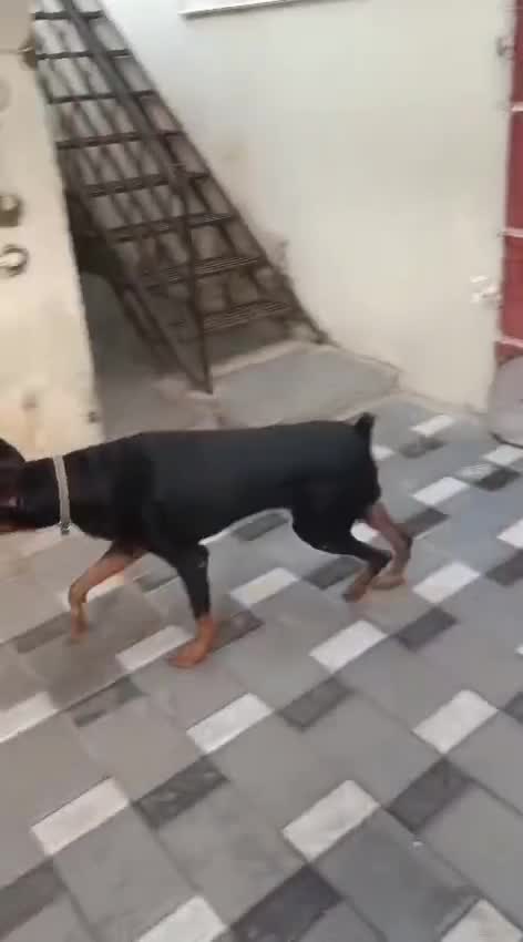 Doberman Pinscher Puppy, farm video