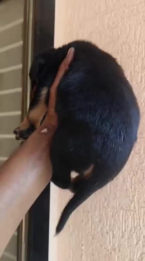 Rottweiler Puppy, farm video