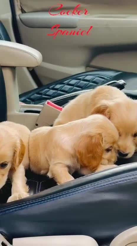 Cavalier King Charles Spaniel Puppy, farm video