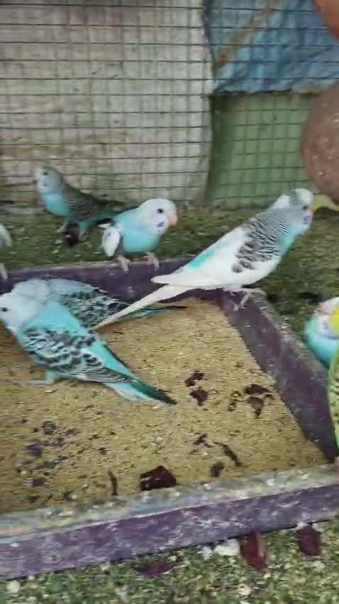 Budgies, farm video
