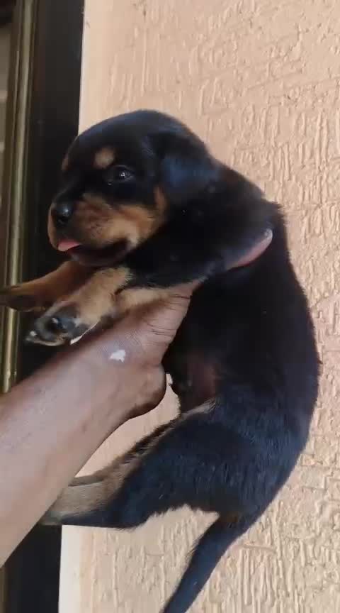 Rottweiler Puppy, farm video