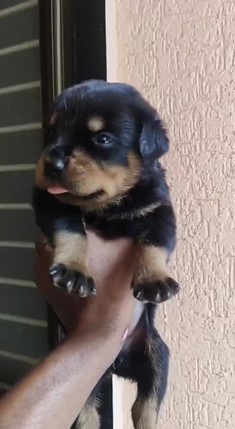 Rottweiler Puppy, farm video