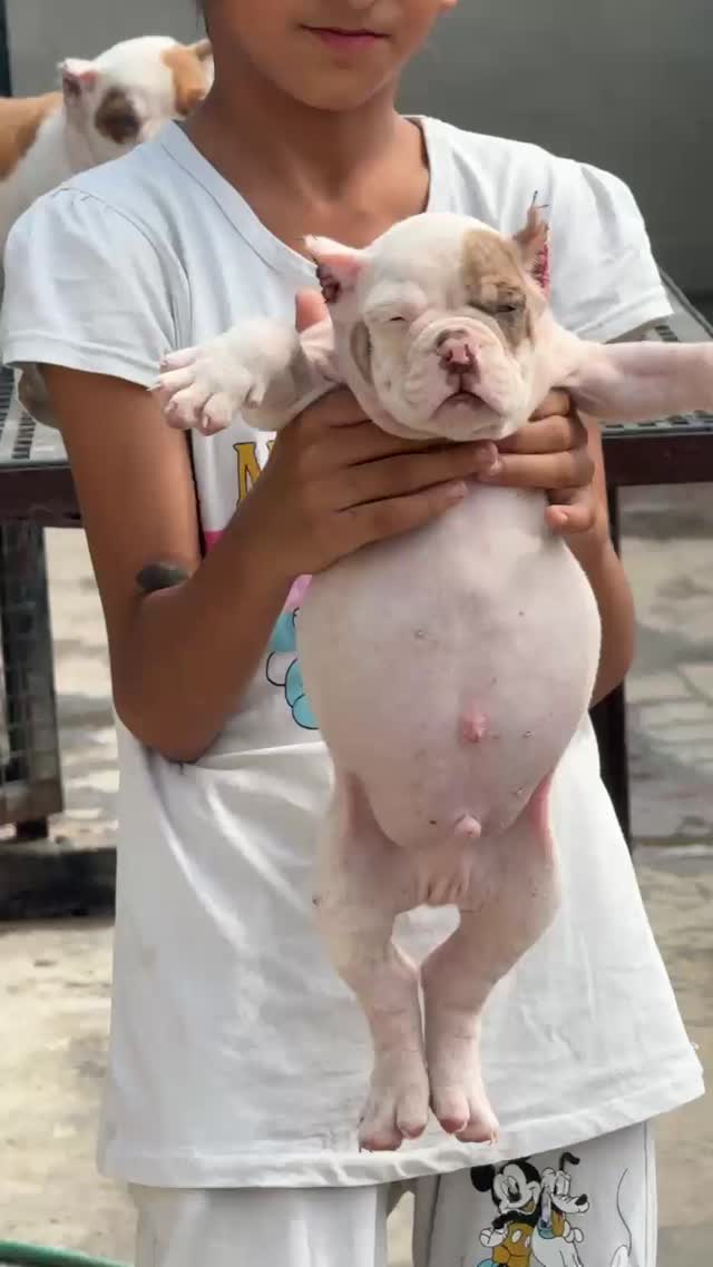 American Bully Pocket Size Puppy, farm video