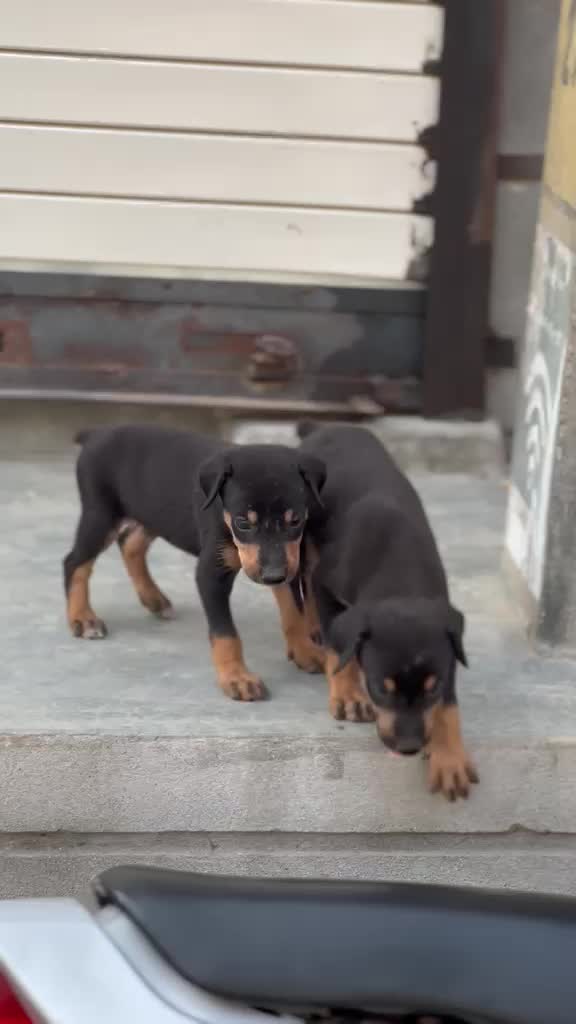 Doberman Pinscher Puppy, farm video