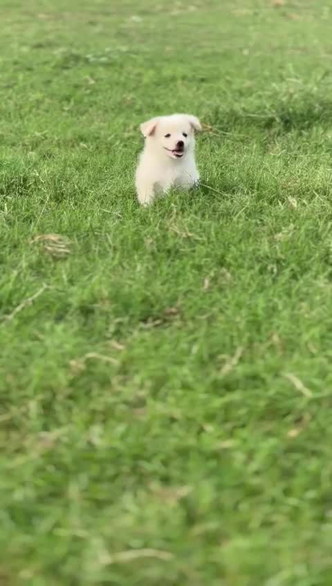 Culture Pom Puppy | White Color, farm video