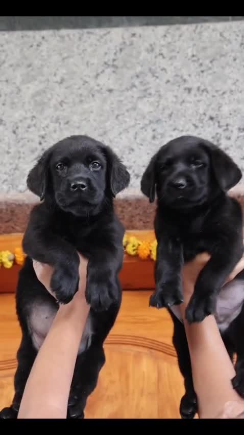 Beagle Black & Tan Puppy, farm video