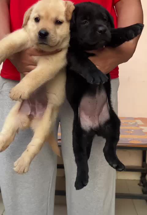 Beagle Black & Tan Puppy, farm video