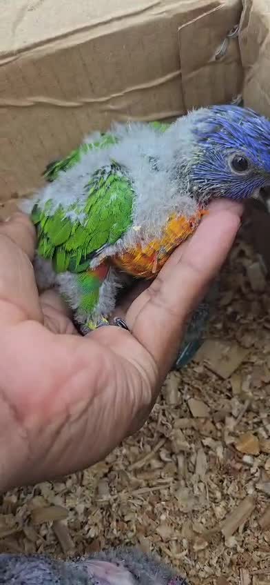 Chattering Lorikeet, farm video