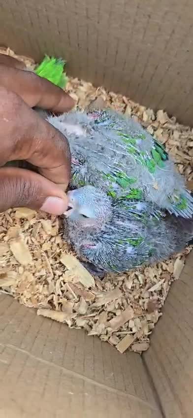 Crimson Bellied Conure, farm video