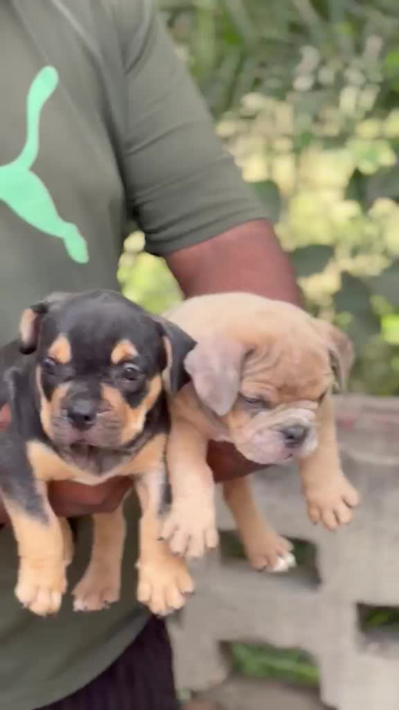American Bully Pocket Size Puppy, farm video